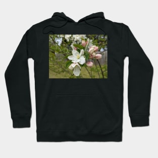 White and Pink Tree Flowers 1 Hoodie